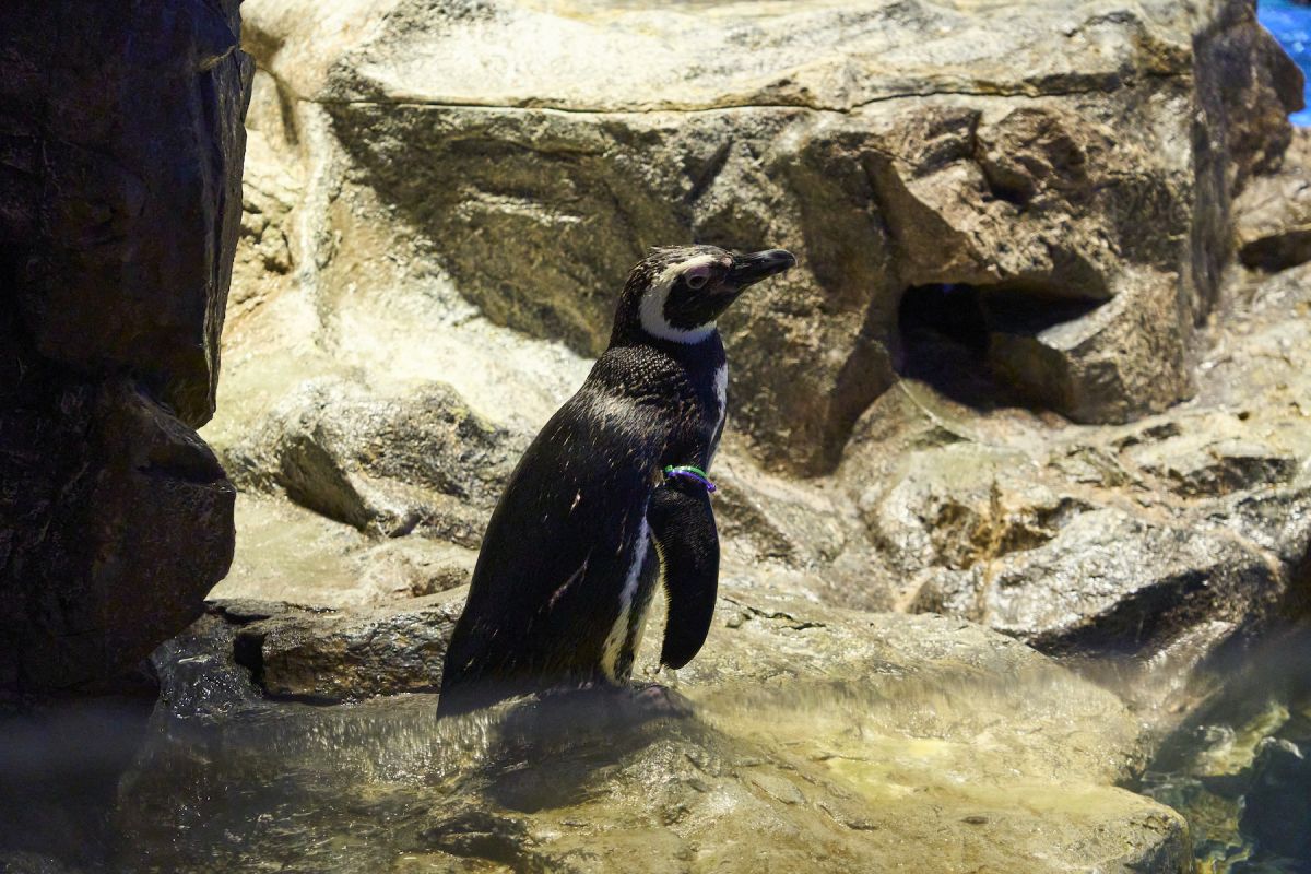 すみだ水族館