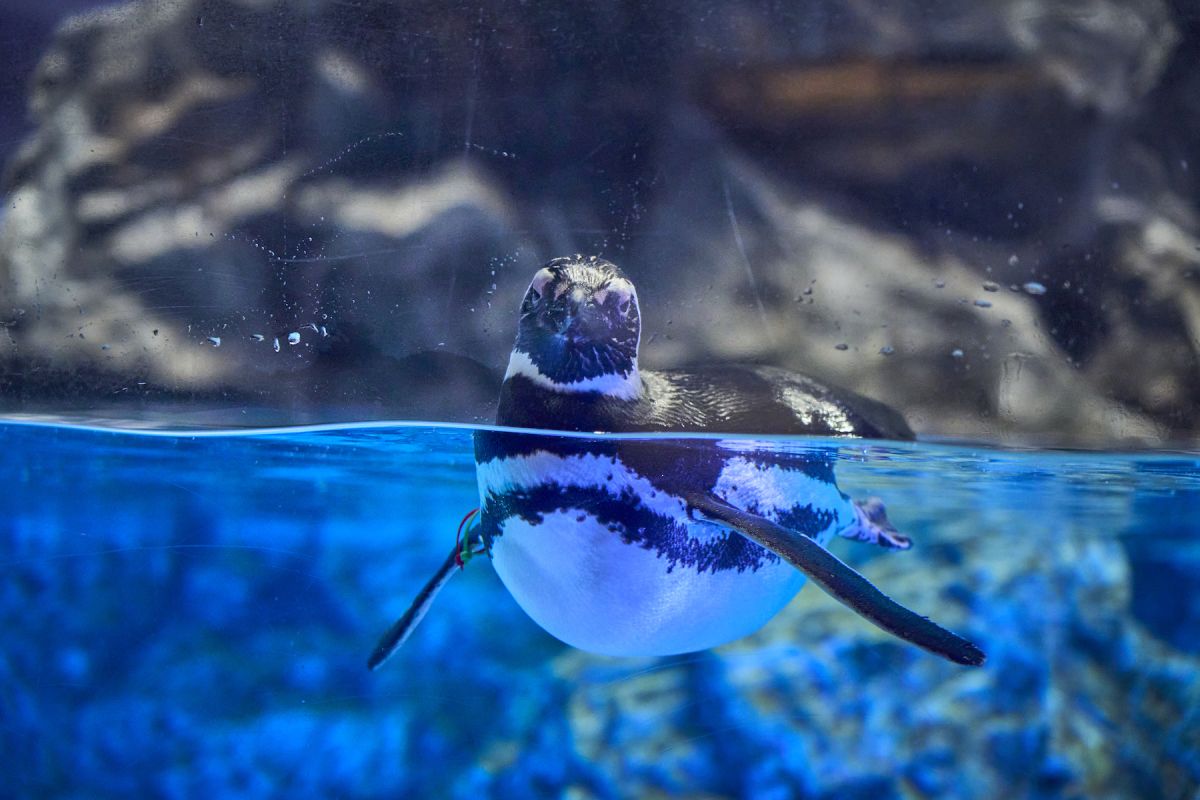 すみだ水族館