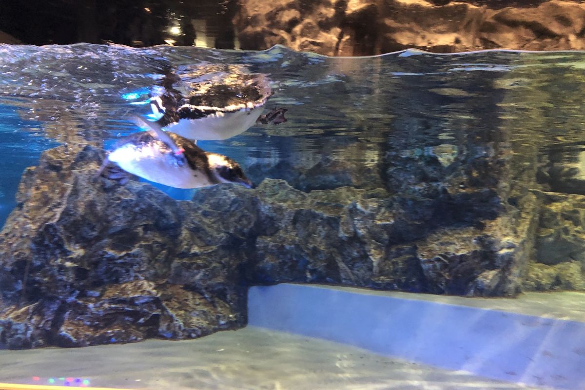すみだ水族館