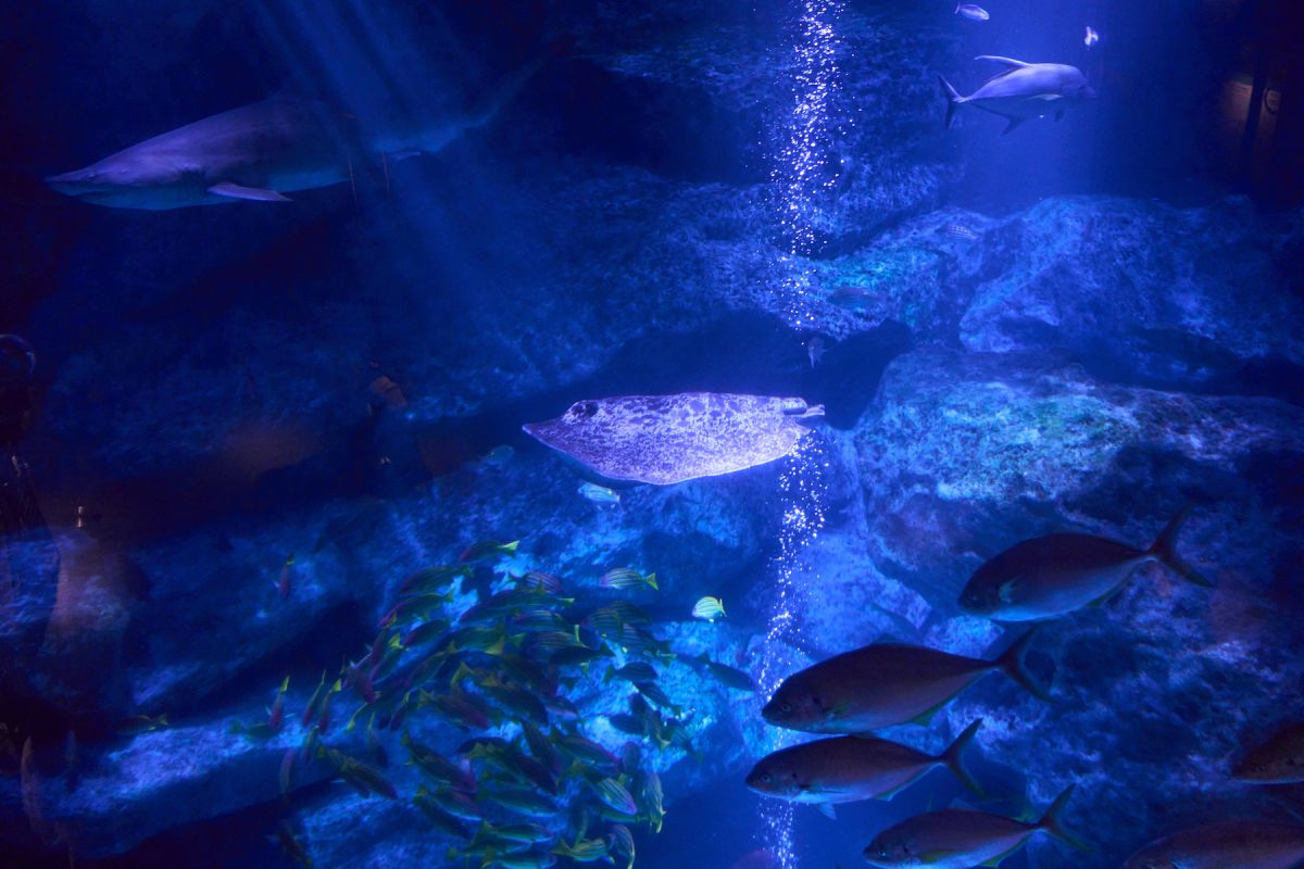 すみだ水族館