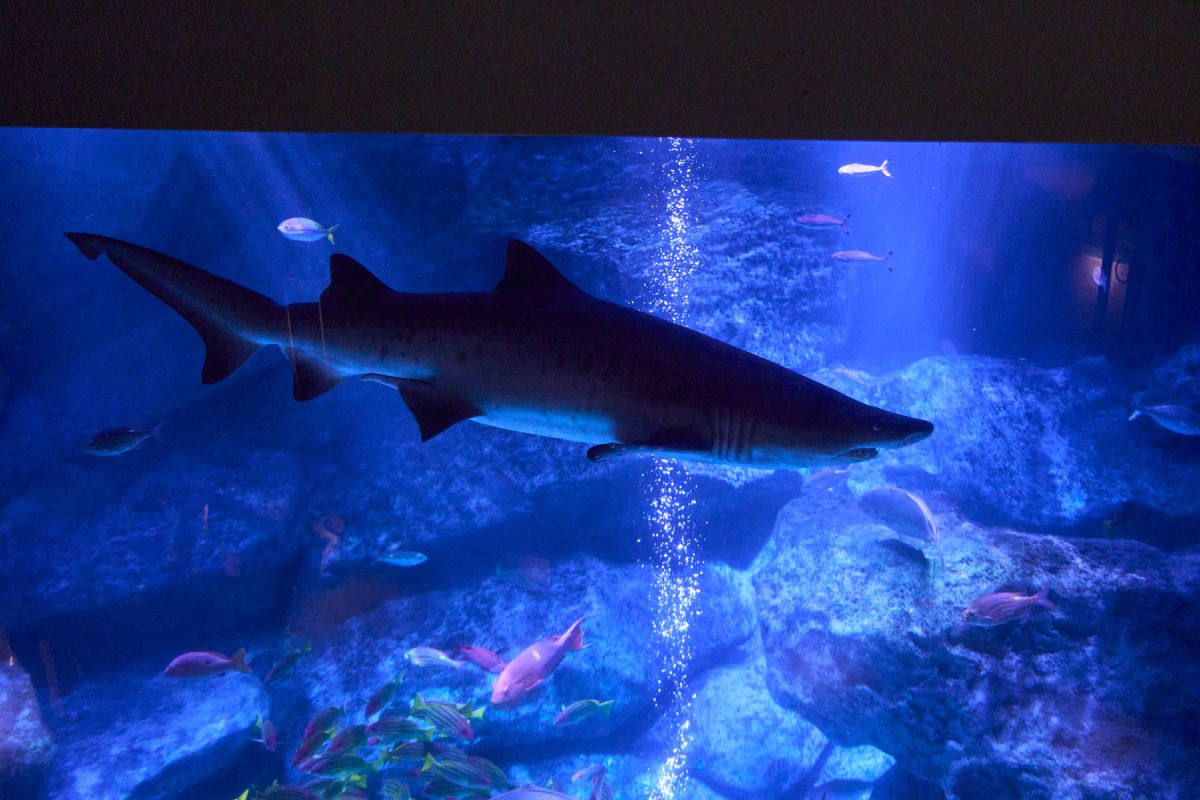 すみだ水族館