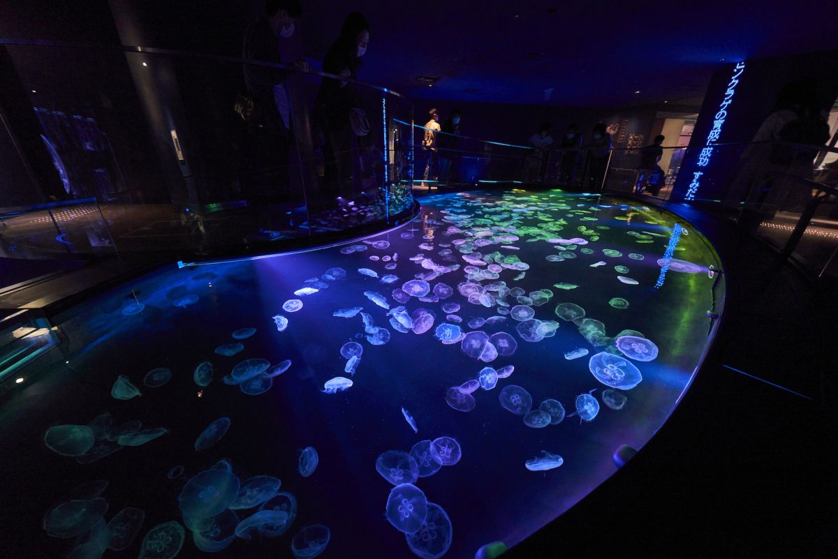 すみだ水族館