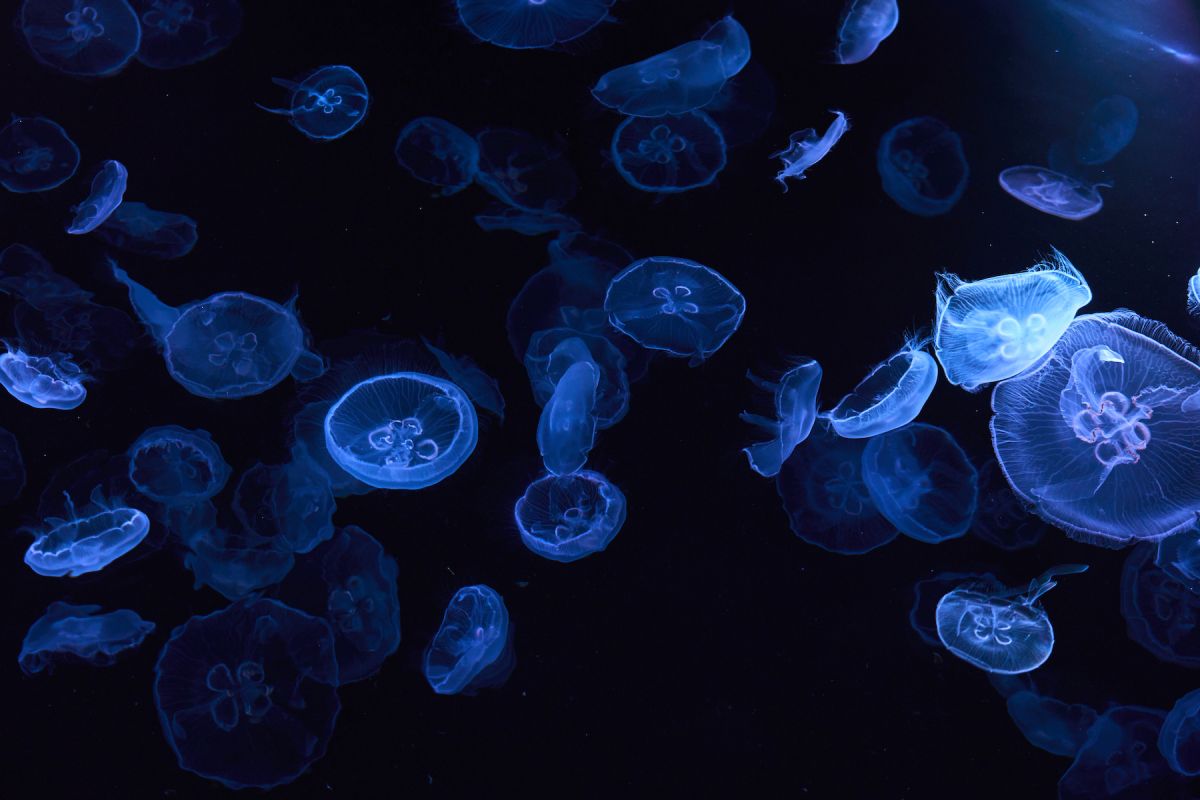 すみだ水族館