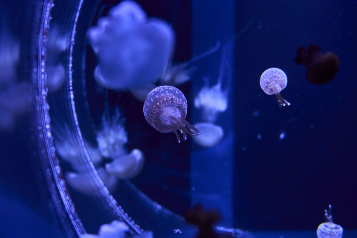 すみだ水族館