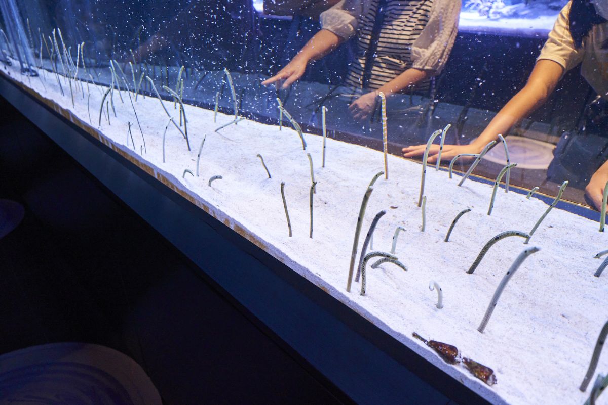 すみだ水族館