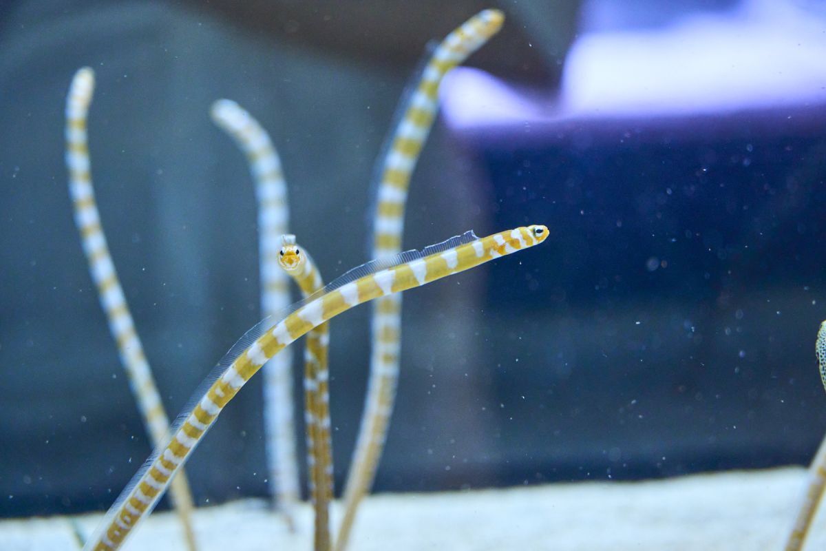 すみだ水族館