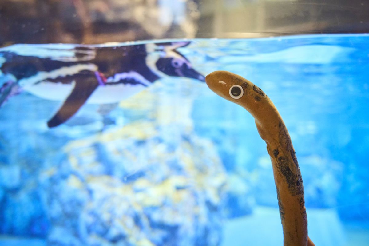 すみだ水族館