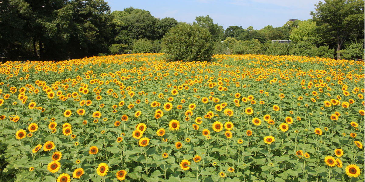 大阪 なんとひまわり2万株 夏の絶景を楽しむなら 長居植物園 へ 22年リニューアル るるぶ More