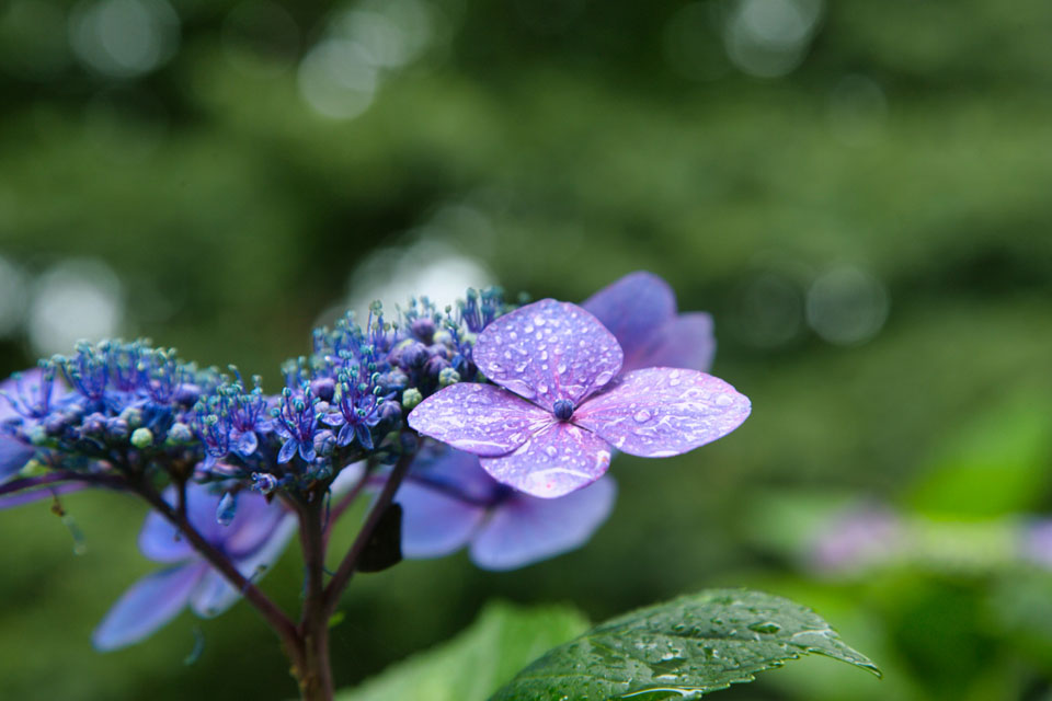 長居植物園
