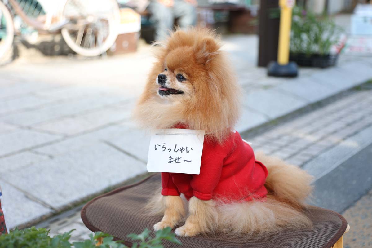 通りでお店番をする犬を発見！か、かわいい…