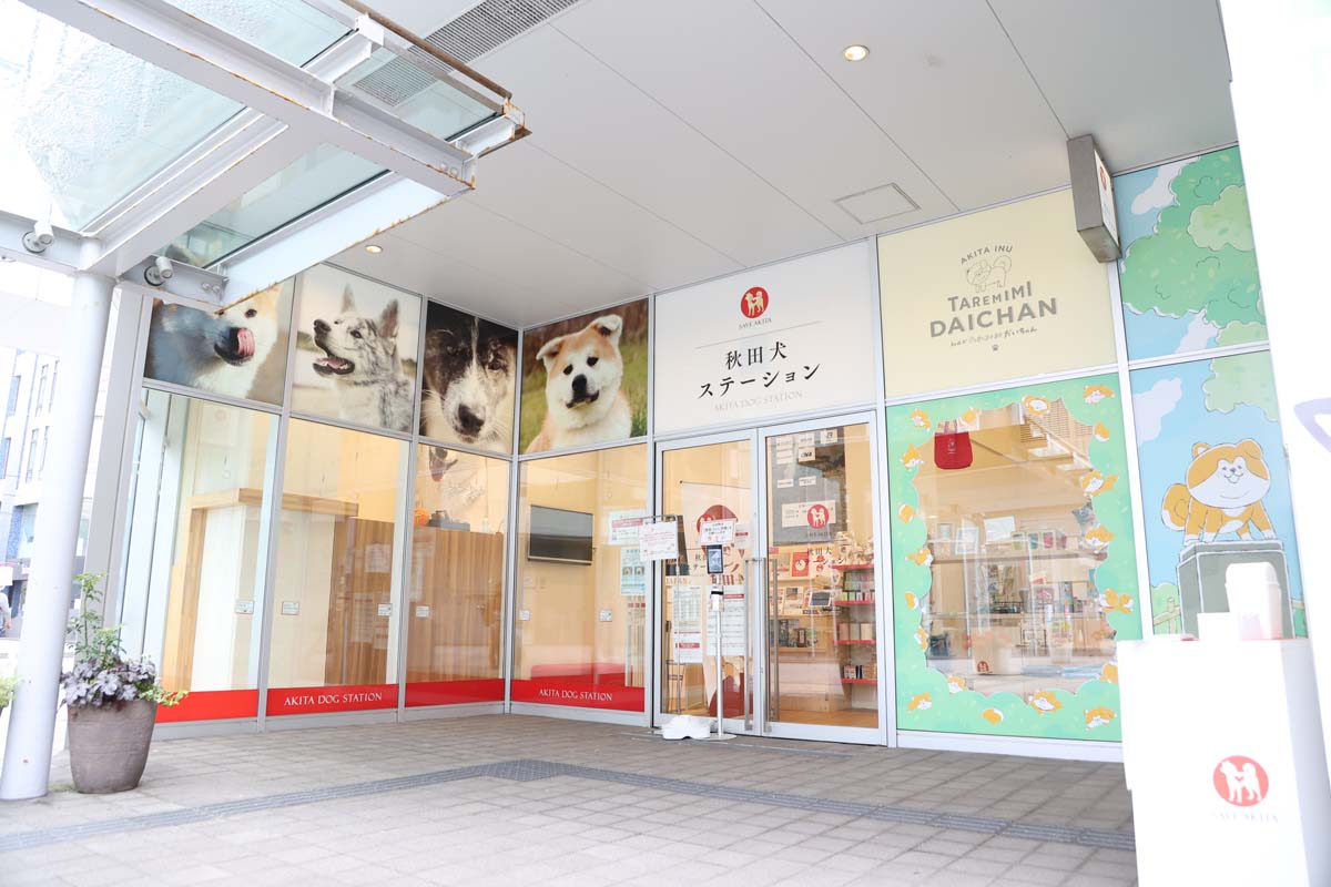 ガラス越しに一日数回秋田犬と対面できる