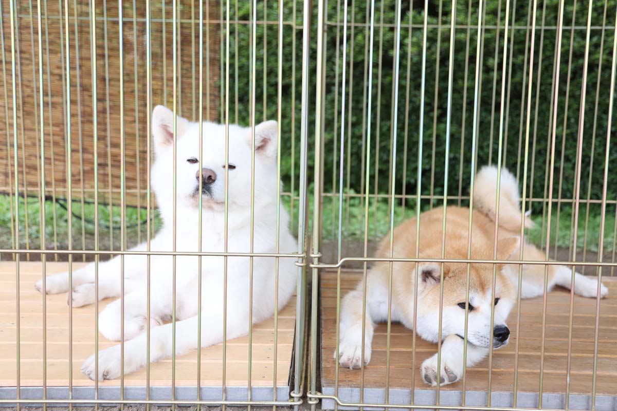 この日はおとなしい性格の「かれん」（左）とヤンチャな「なな」（右）がお出迎え