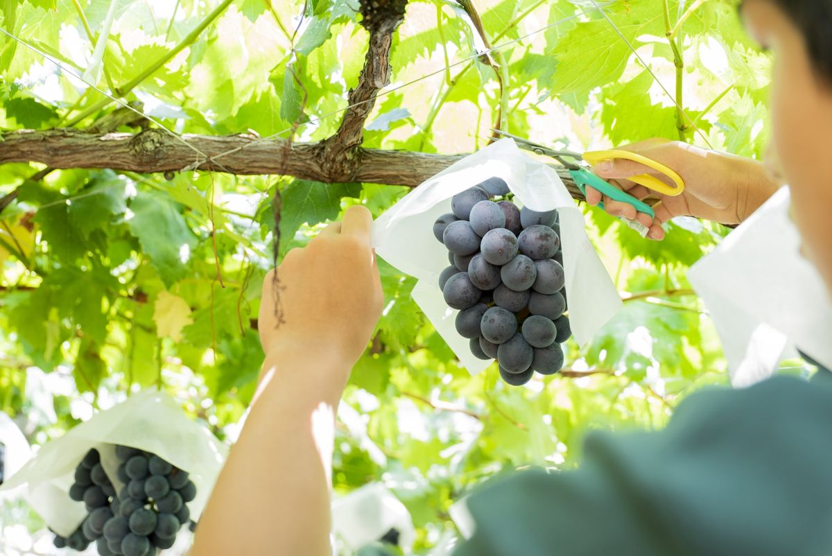 写真はピオーネ（種なし）：収穫時期8月中旬～9月中旬