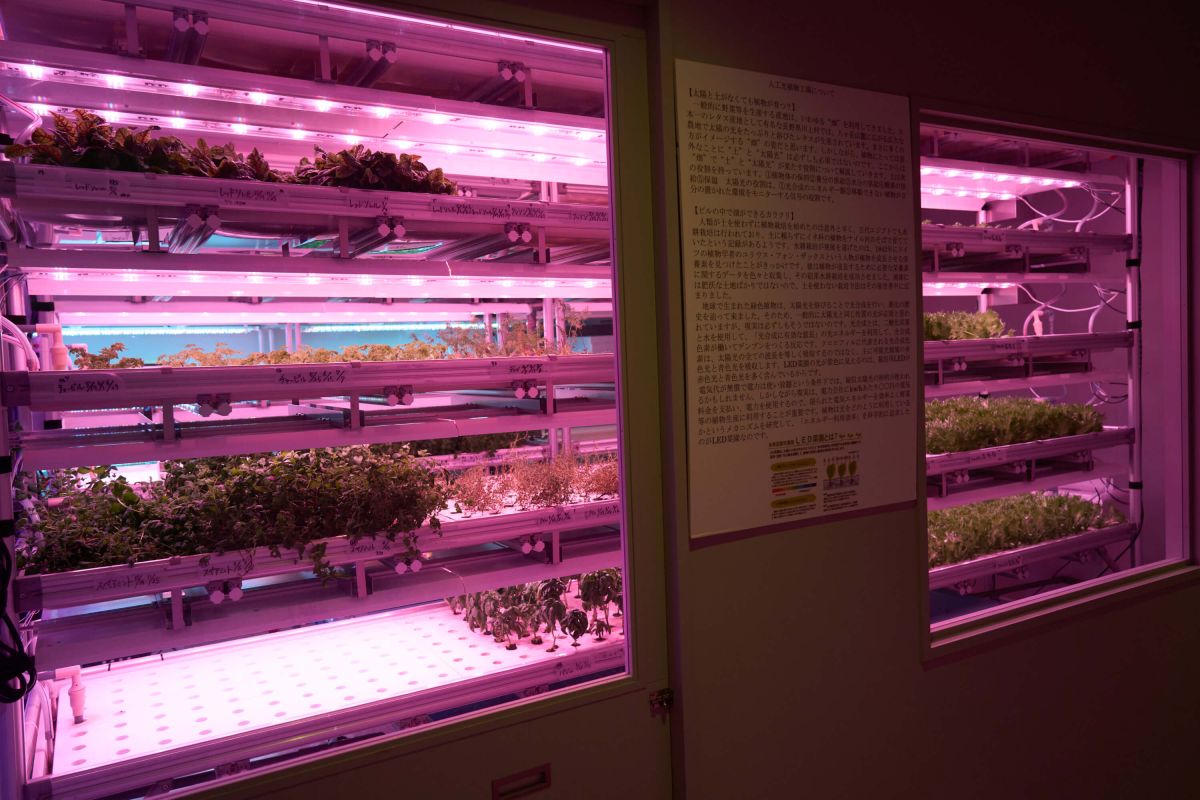 カフェ、ショップを利用した方は誰でも3階ファームの見学が可能です