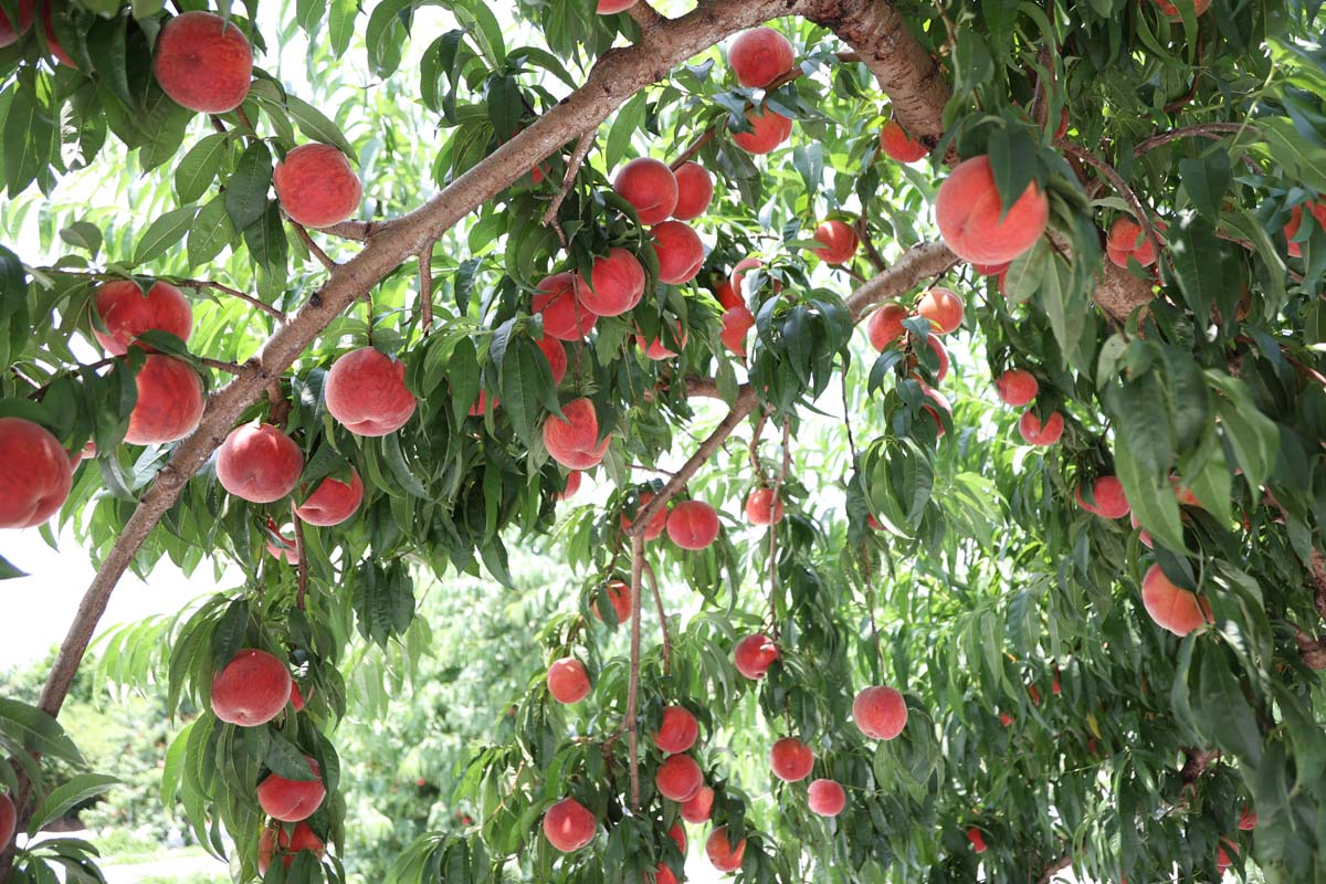 ショッキングピンクのような色合いが特徴の「暁星」。高いところの実は脚立にのぼってもぎ取ろう