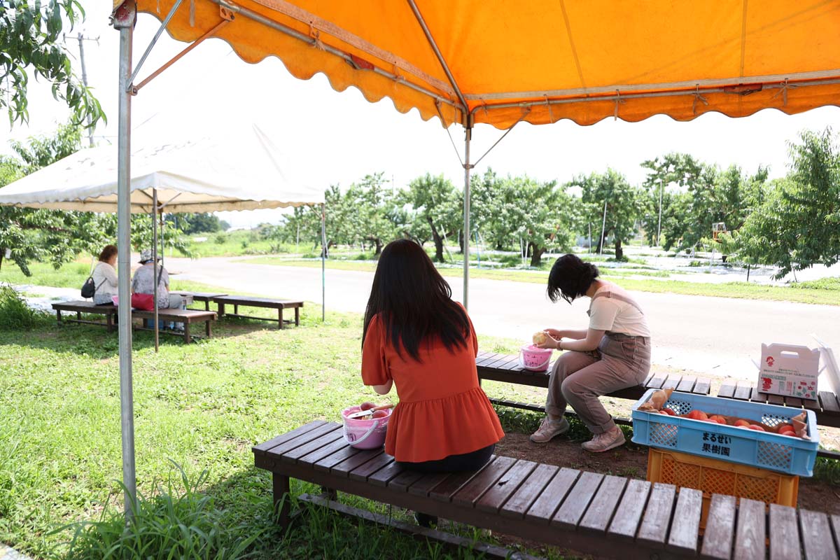 採りたての実はかためなのでやわらかい桃を食べたい人は、テントに用意されている追熟された食べごろの桃を自由に食べてもOK！