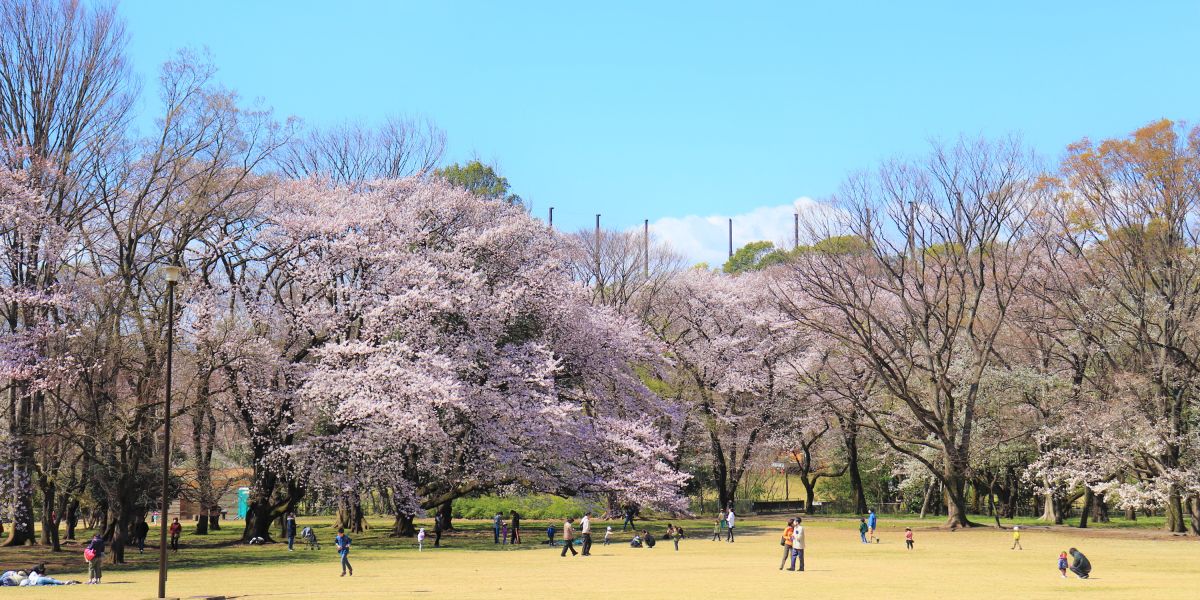 老若男女が集う緑豊かな世田谷「砧公園」の楽しみ方｜桜に紅葉、バラなど