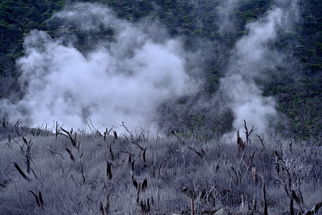 大涌谷自然研究路の様子