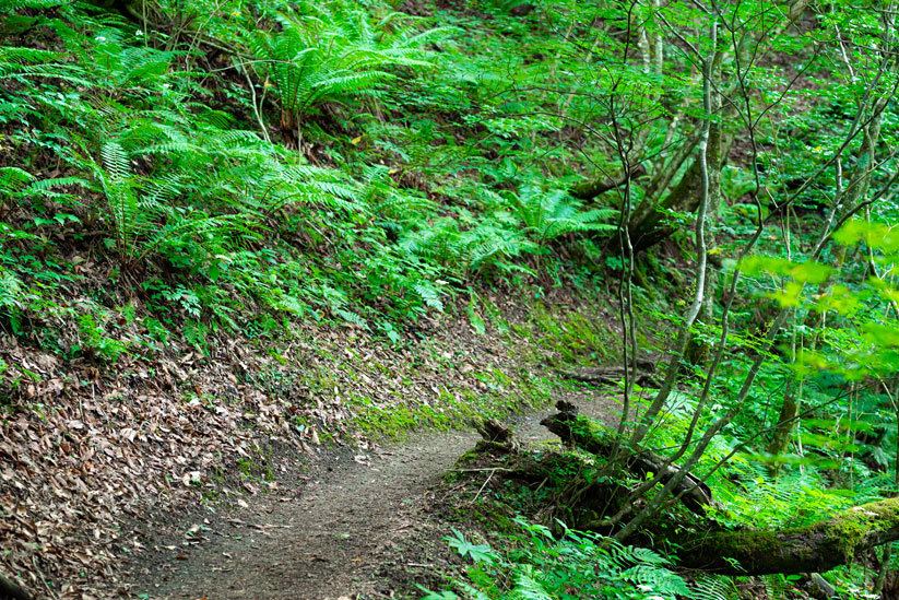 森の香りを全身で感じる、自然いっぱいの遊歩道