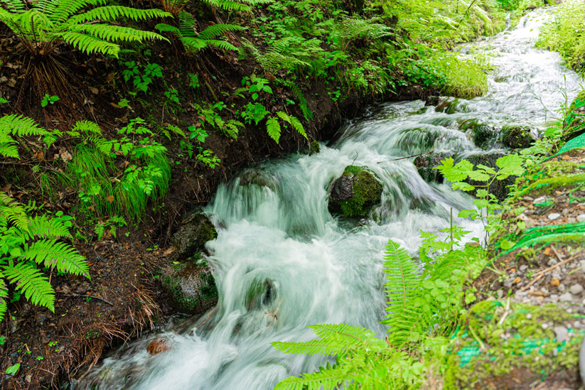 遊歩道の脇には透明度の高い小川が流れています
