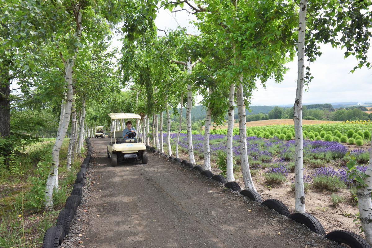 ぜるぶの丘白樺並木