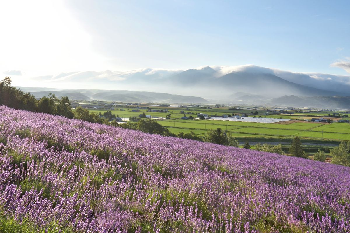 ファーム富田トラディショナルラベンダー畑
