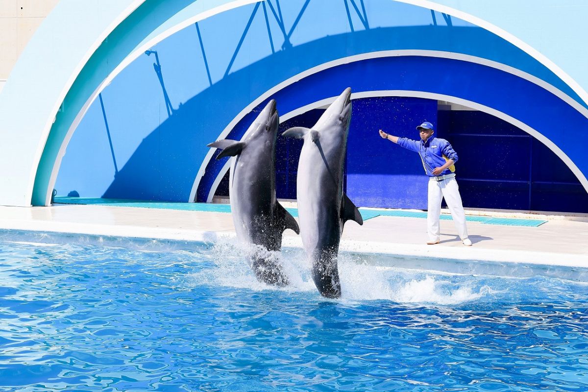 イルカパフォーマンス（サーフスタジアム）