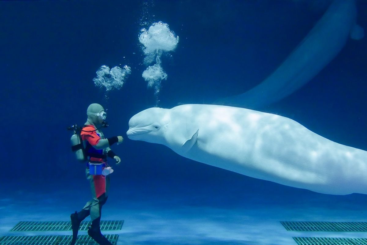 ベルーガパフォーマンス（マリンシアター）