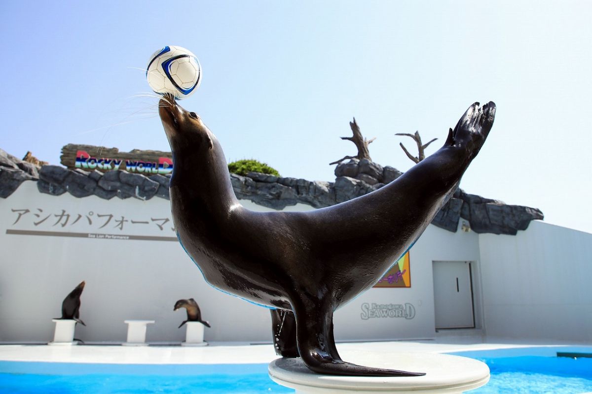 アシカパフォーマンス（ロッキースタジアム）