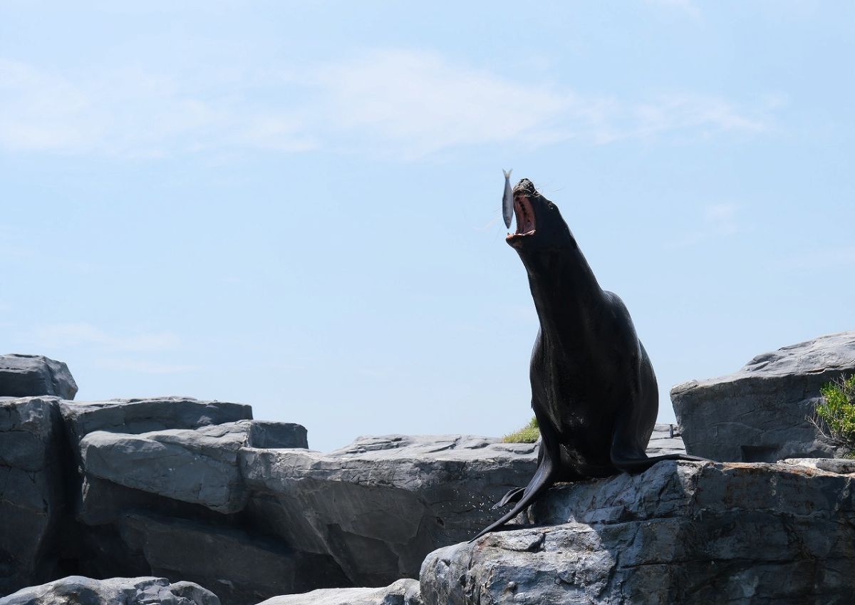 アシカのフィーディングタイム