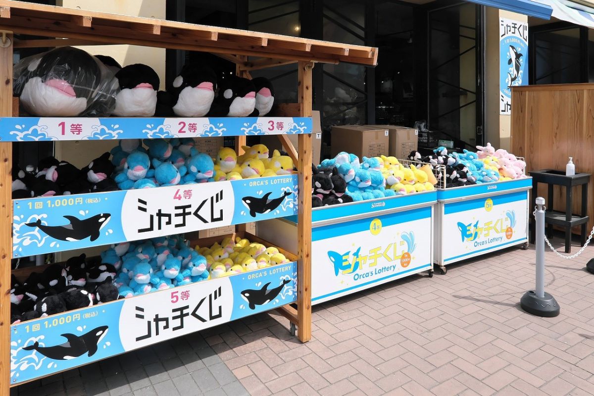 大人気のシャチくじ