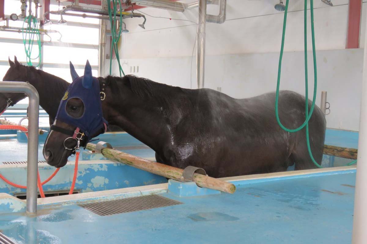 「JRA競走馬リハビリテーションセンター」の温泉でゆったりくつろぐ競走馬たち 