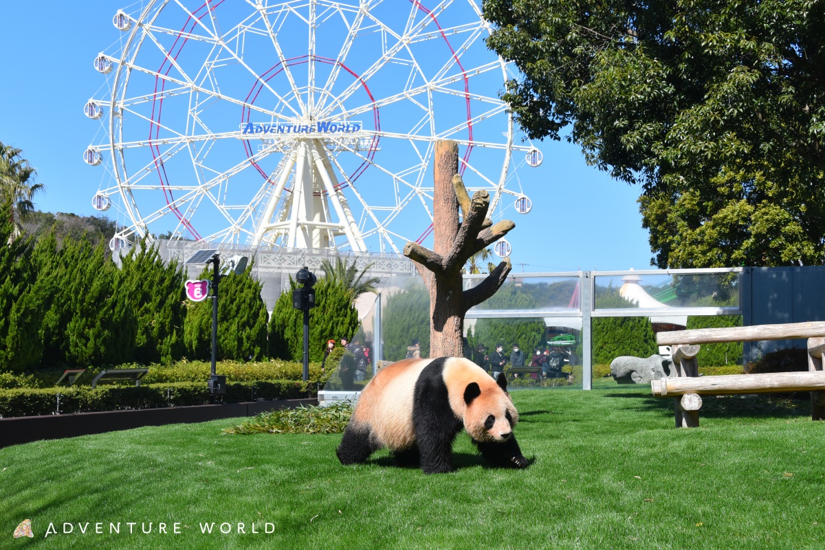 アドベンチャーワールドのパンダ施設ブリーディングセンター
