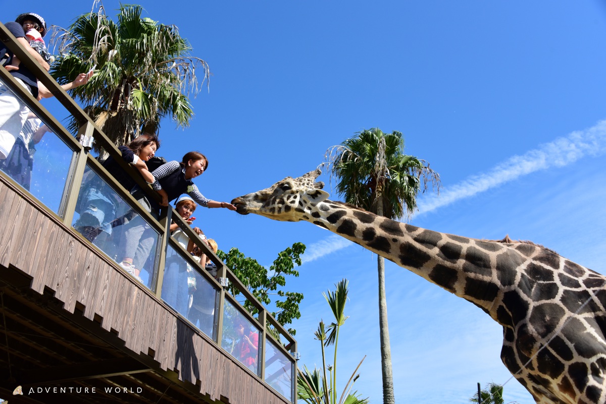 サファリWOW！ツアー