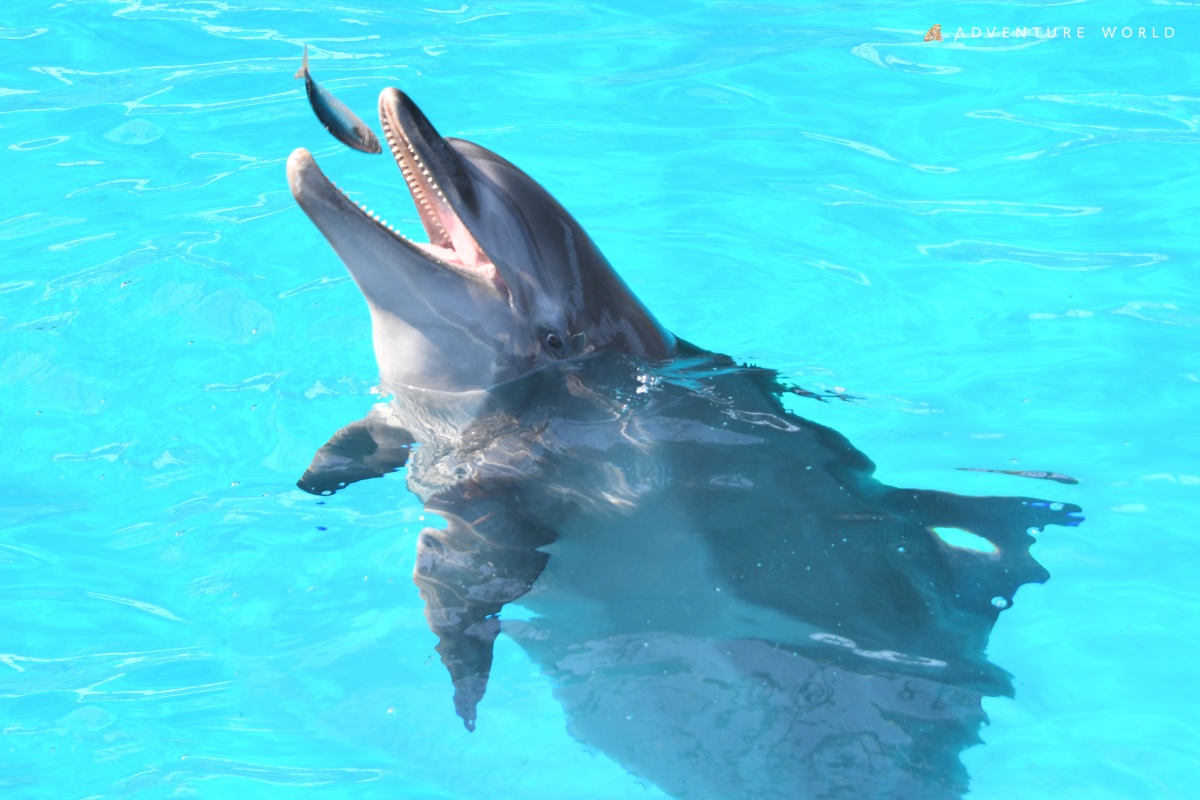 ドルフィンフィーディング