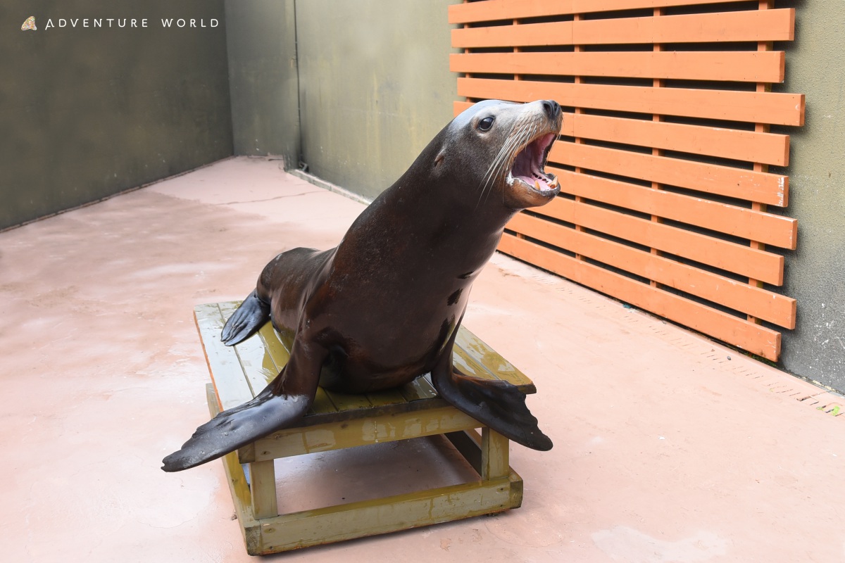 アシカおやつタイム