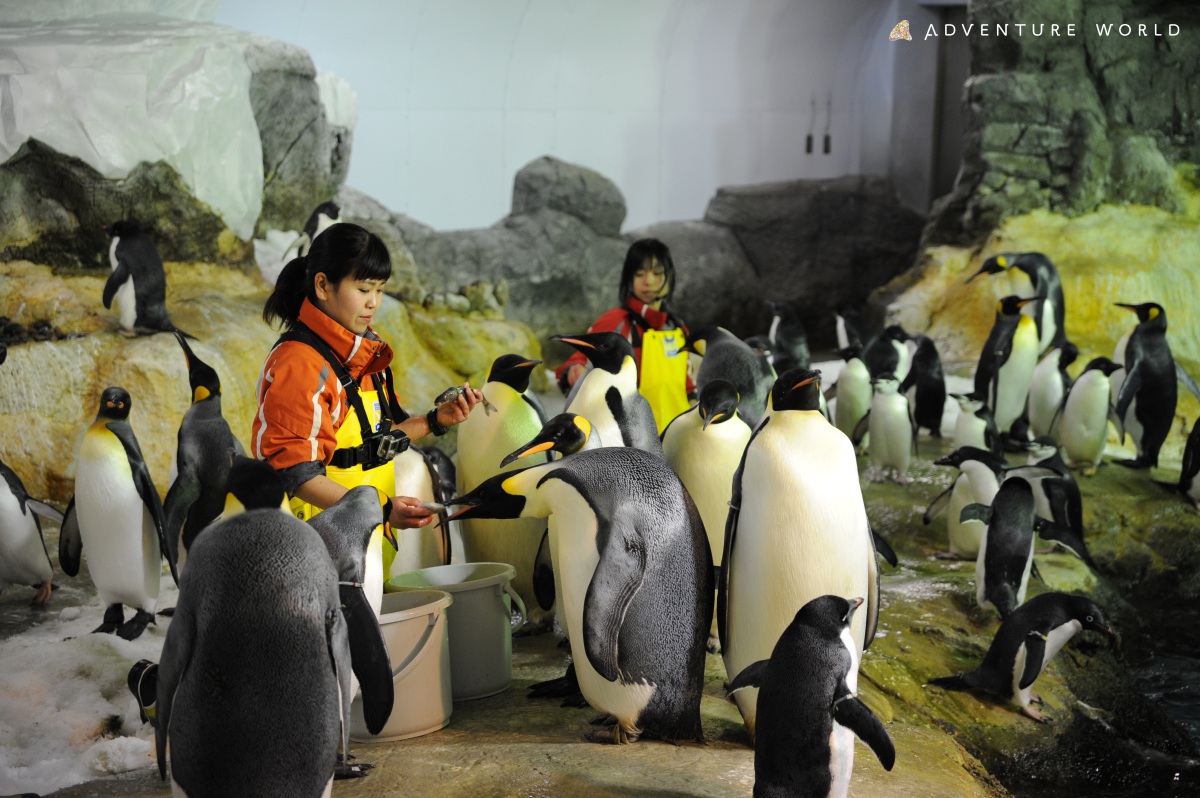 ペンギン食事タイム