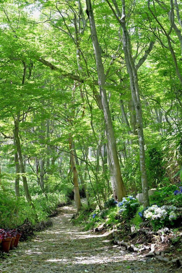 クマザサを乾燥させたウッドチップが敷き詰められている