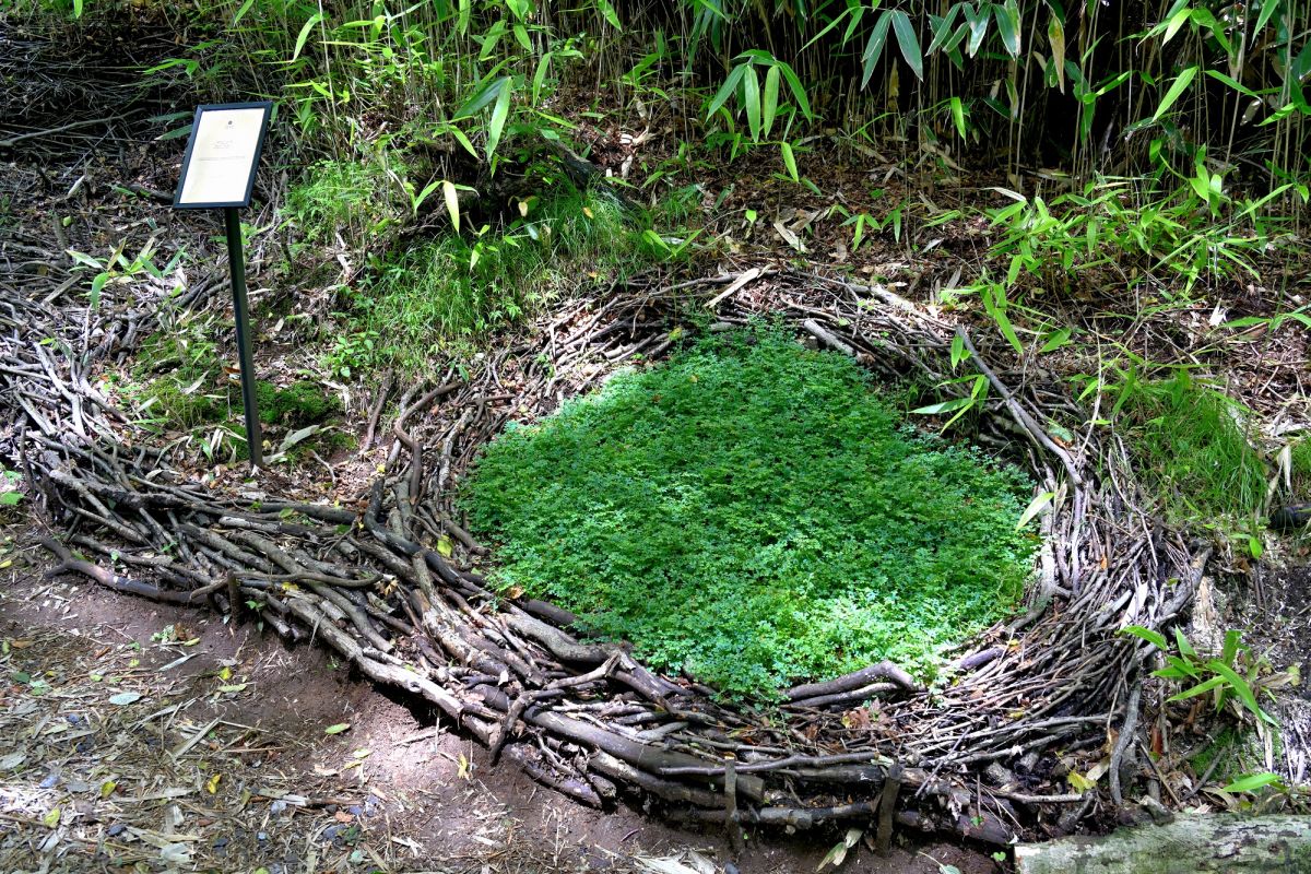 敷地内の木々や植物を活用したアート作品