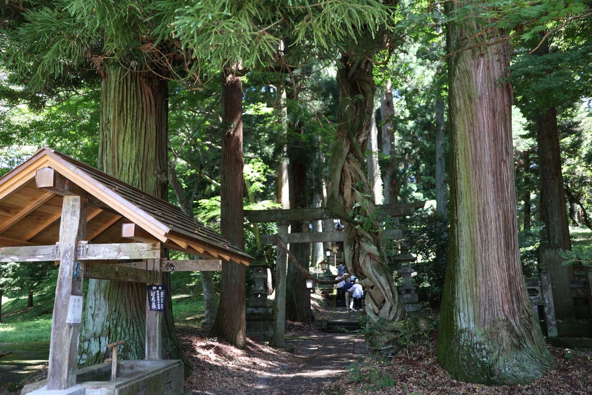 杉木立が茂る境内