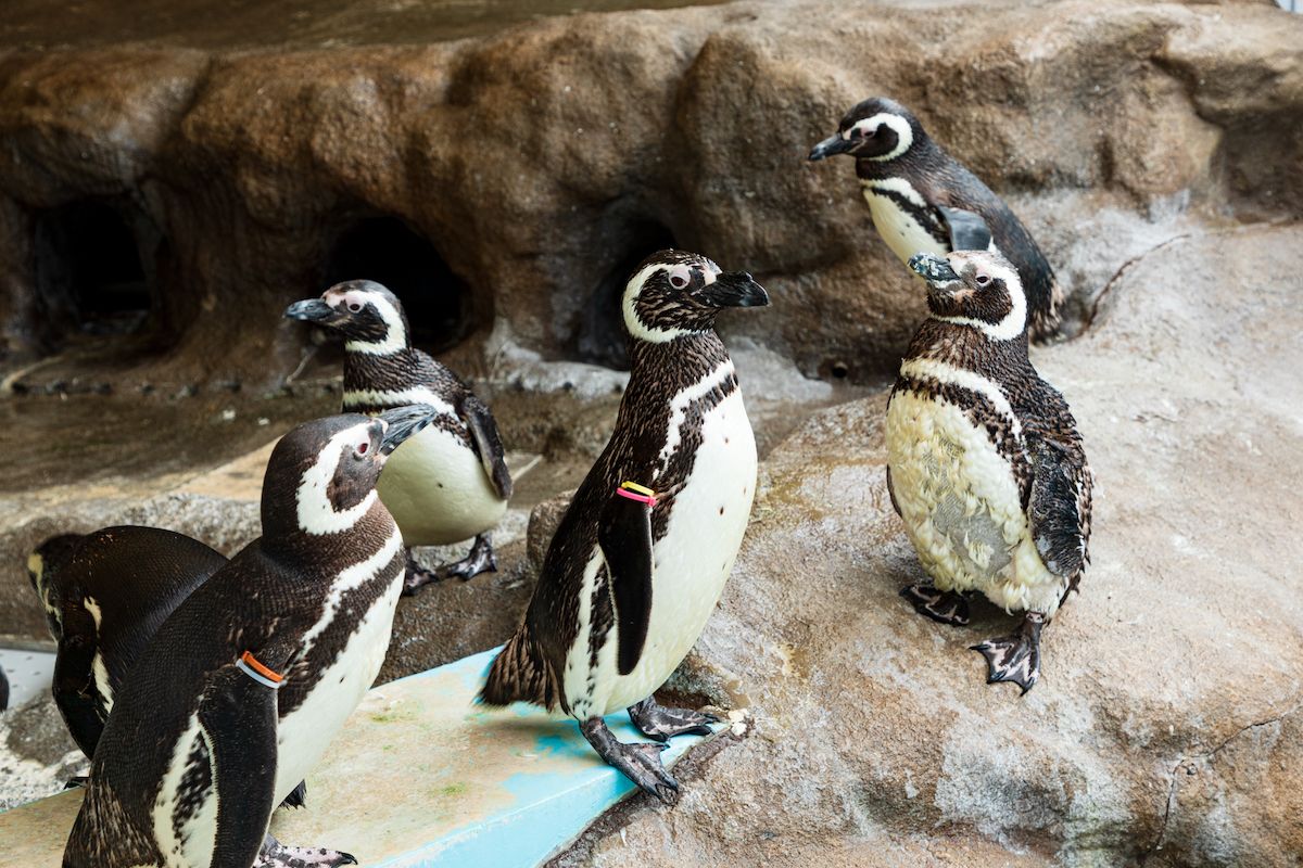 しながわ水族館