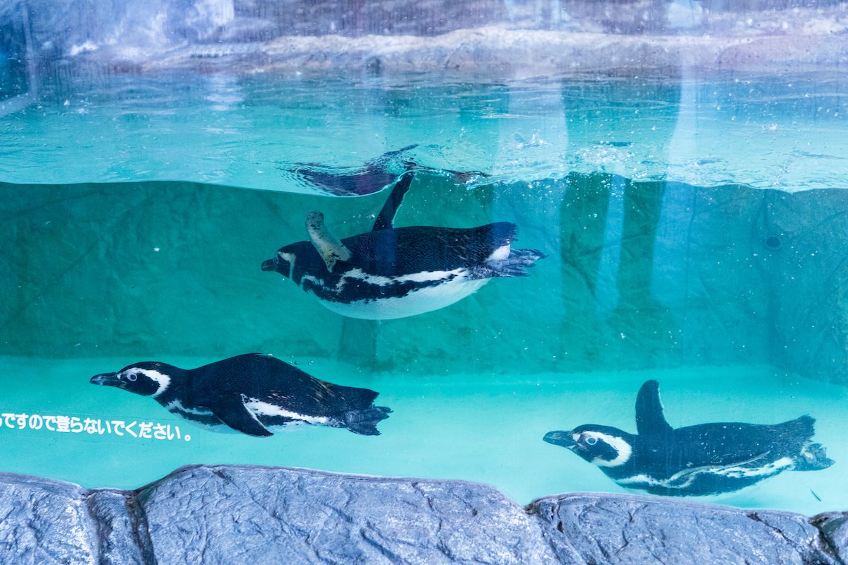 しながわ水族館