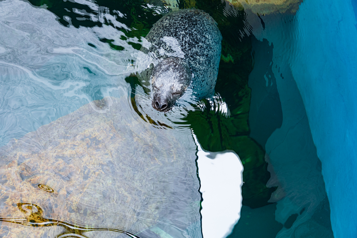 しながわ水族館