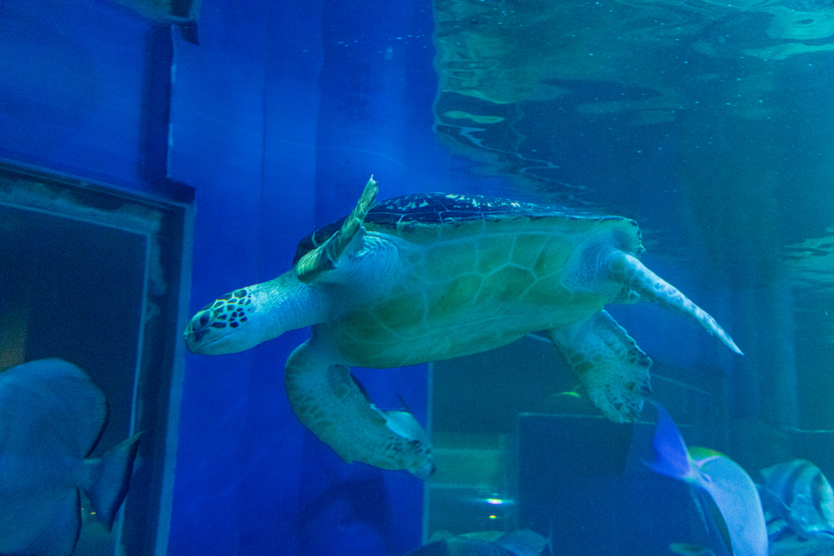 しながわ水族館