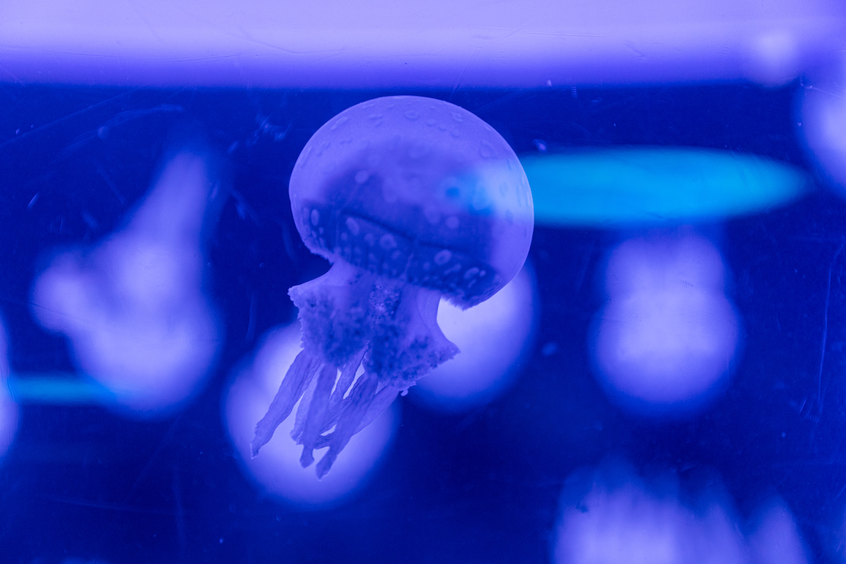 しながわ水族館