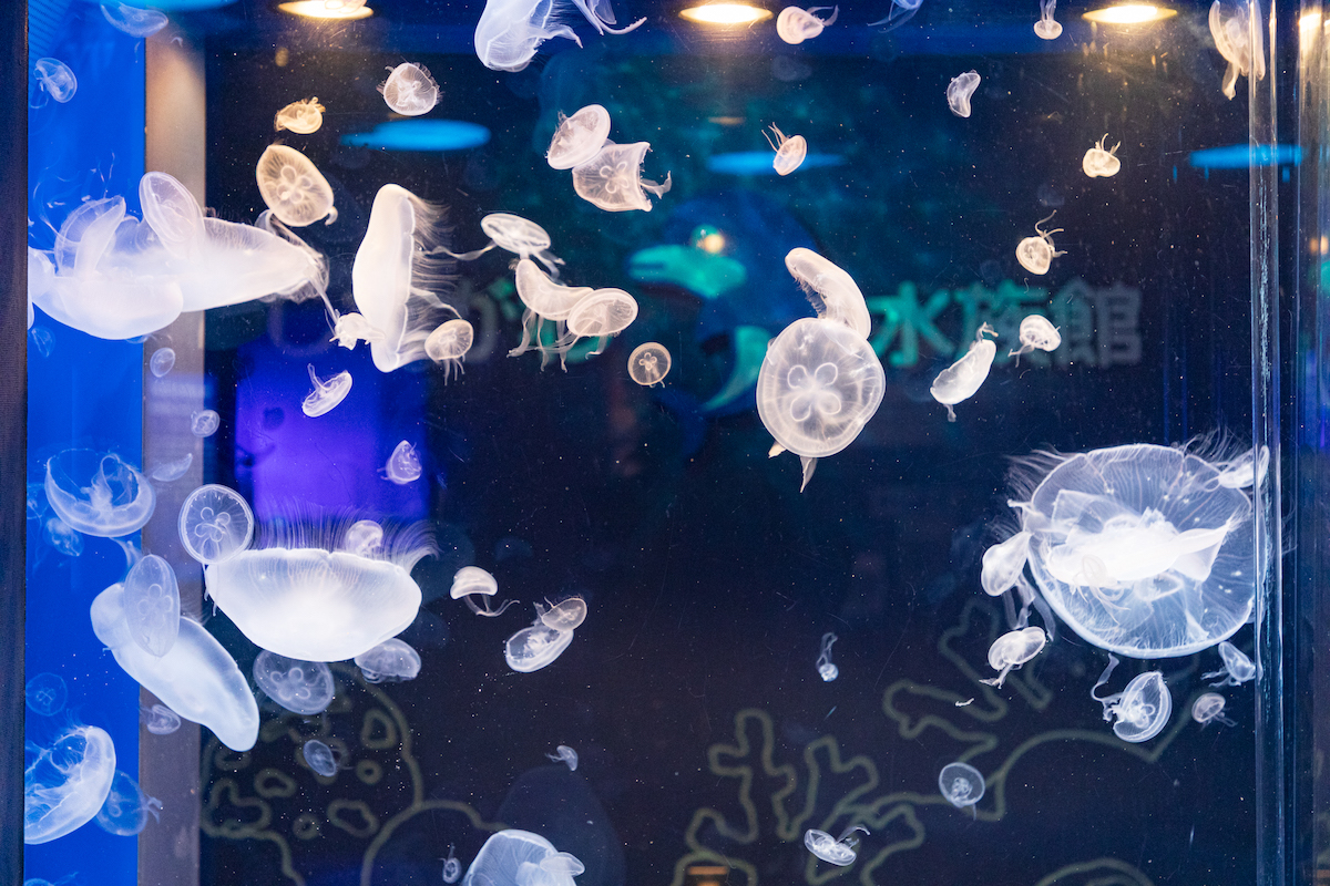 しながわ水族館