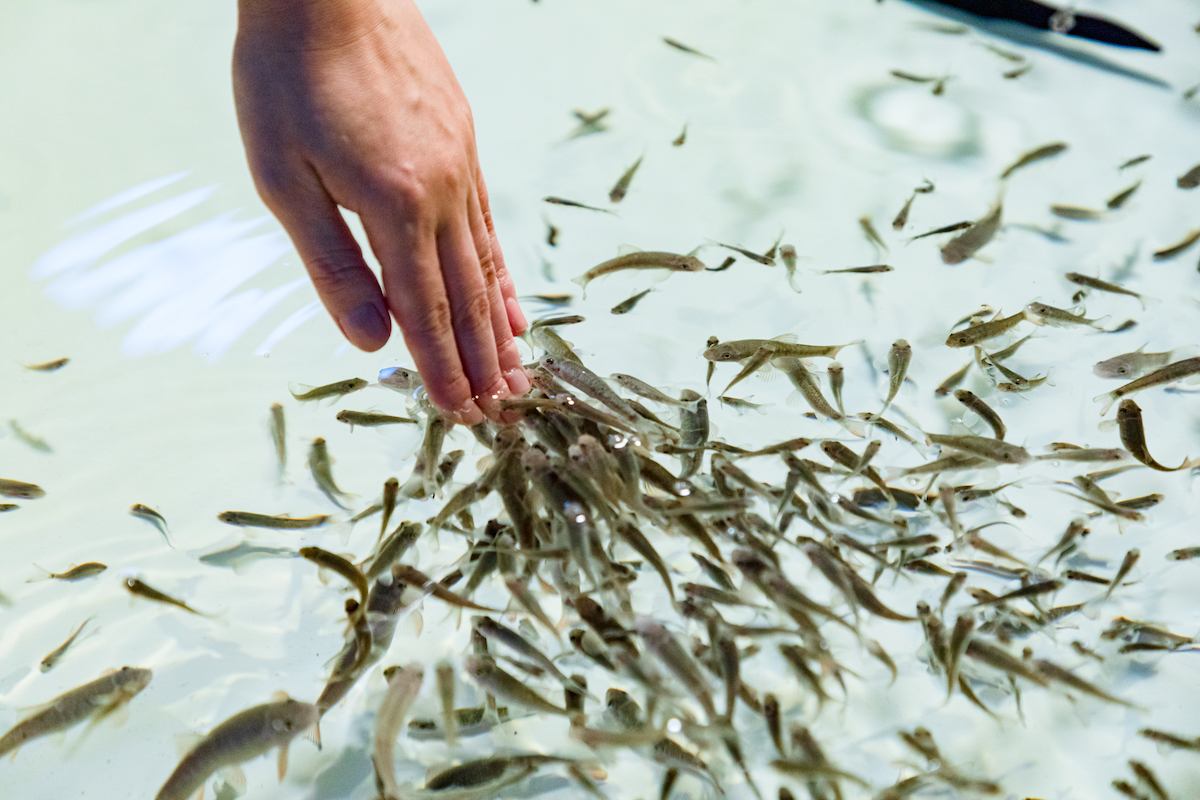 しながわ水族館