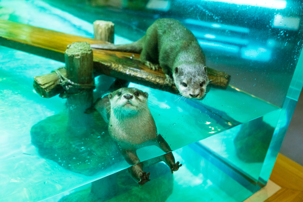 しながわ水族館