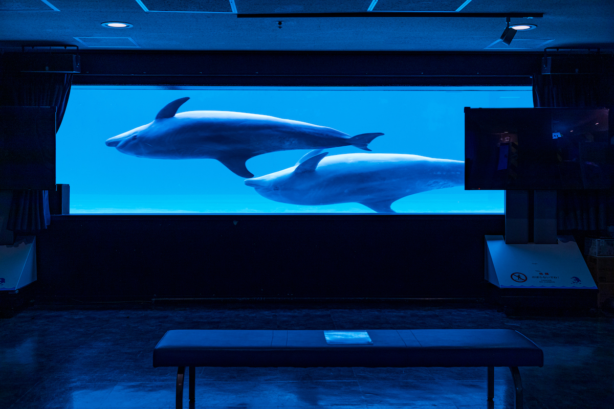 しながわ水族館