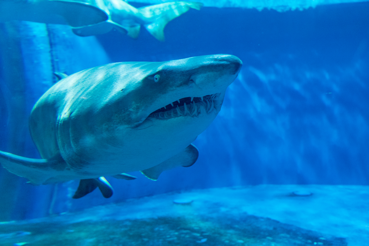 しながわ水族館
